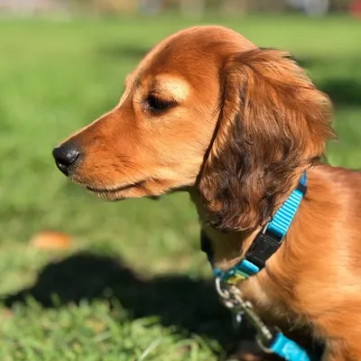 Pepe the mini dachshund profile