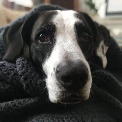 Liz profile