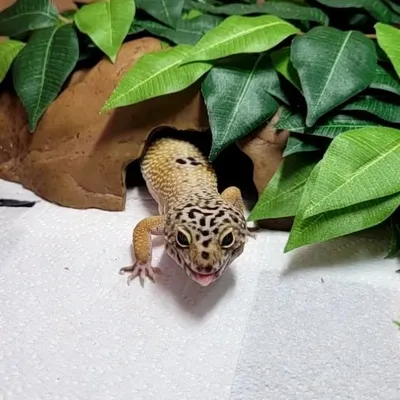 Lizzy The Leopard Gecko profile