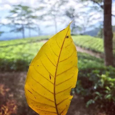 mobilephotography profile