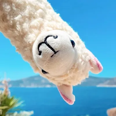 Llama With No Drama profile