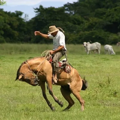 Llanos Colombianos profile