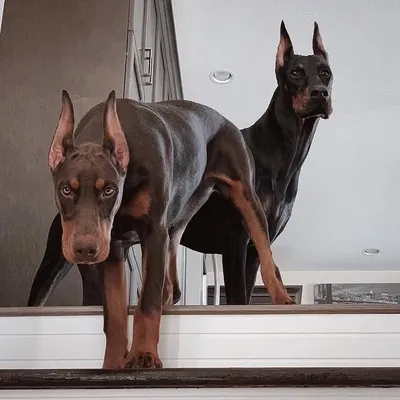 Doberman Fans ๐ profile