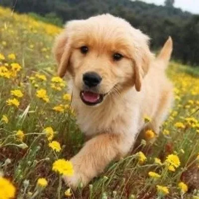 Instagolden Retrievers profile