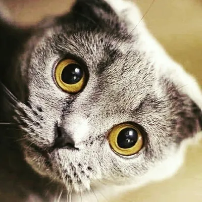 All of the kittens profile