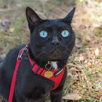 LOKi - The Black Cat profile