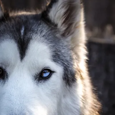 Loki the Wolfdog profile