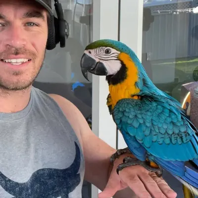 Loki The Macaw profile