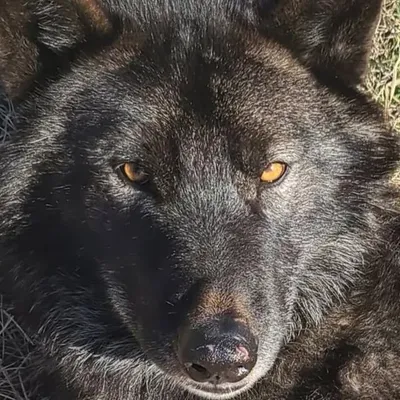 Loki profile