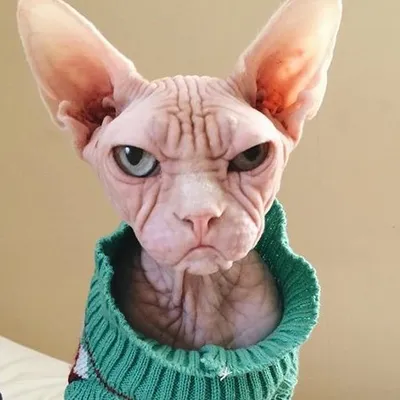 Loki the Sphynx profile