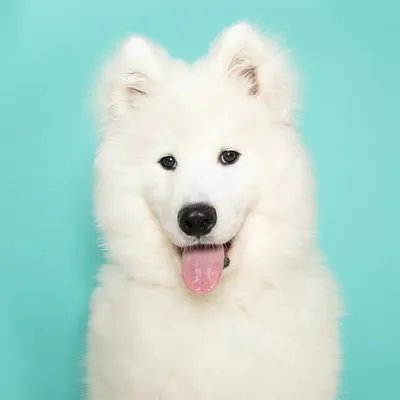 Loki Landcloud the Samoyed profile