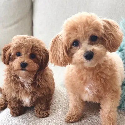 Lola & Mo profile