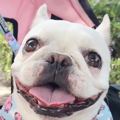 Lola The Terrible profile