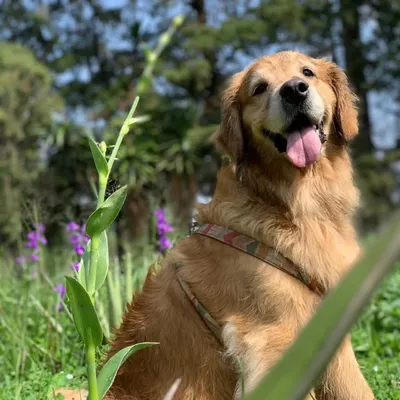 Lola profile