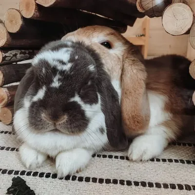 HUGO & PAULI ๐ค profile