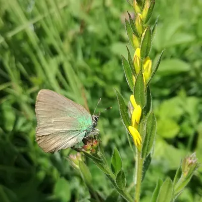 Lord of the Hoverflies profile