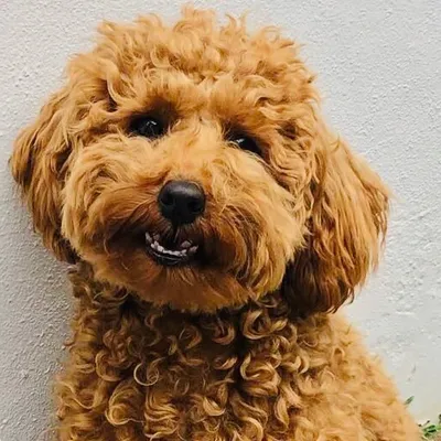 Lord Benson Of Sydney ๐ฆ๐บ ๐จ profile