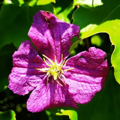 nature profile