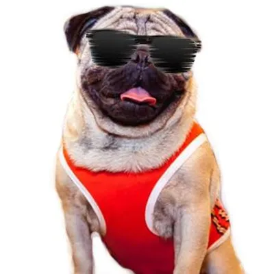 LosPugolis FUNNIEST PUG VIDEOS profile