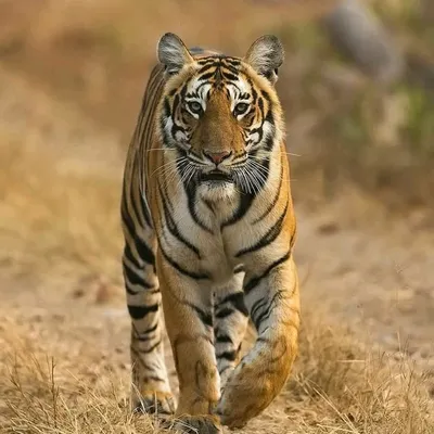 lost in india ™ ® profile