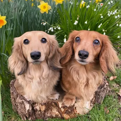 Lottie and Poppy profile