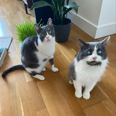 Louie The Blind Cat ๐ profile