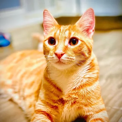 Louie mi Rey profile