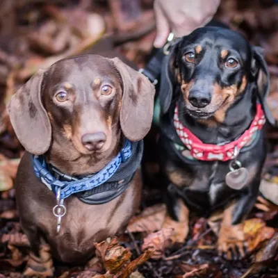 Louie & Rio profile