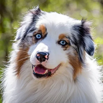 Louie profile
