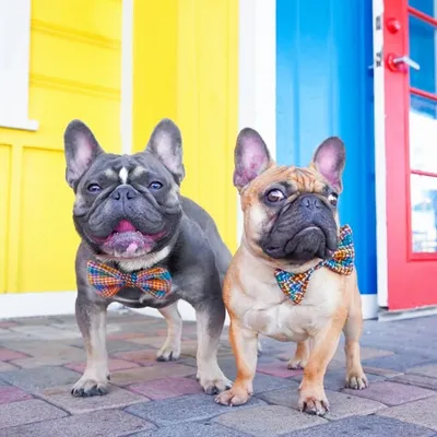 🐶Louie 🐶Logan 🐶Leona profile