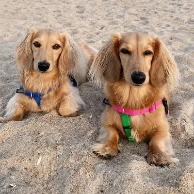 LOUIE & TEDDY ๐พ profile