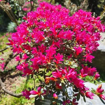 Family L🩷VE profile