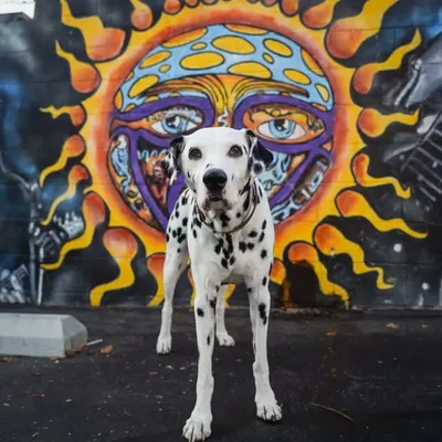 Lou Dog profile
