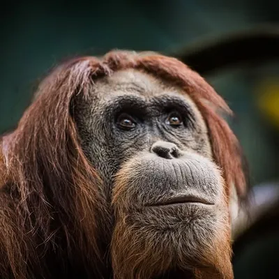 LouisvilleZoo profile