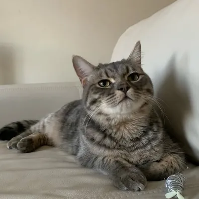 louis v the kitty profile
