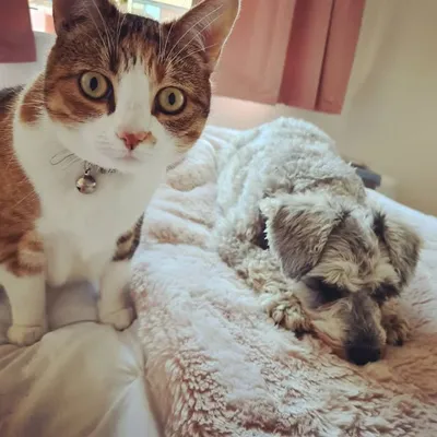 Loulou and Tizzie profile
