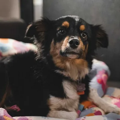 LOTUS THE TRI TOY AUSSIE profile