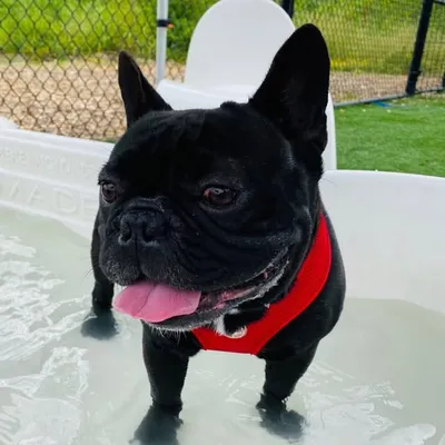 Raphael Watts profile