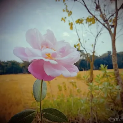 NATURE___LOVER profile