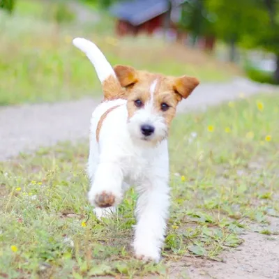 LOVE THE JACK RUSSELL profile