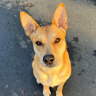 Layla profile