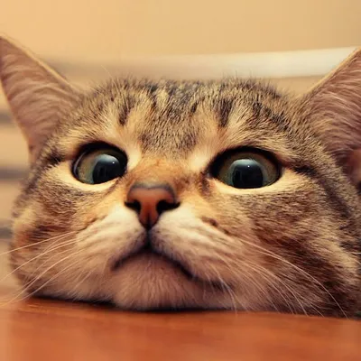 Lovely Cat Online profile