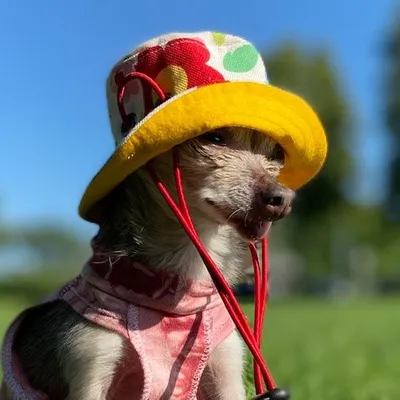Martini🌈 & Pretzelle profile