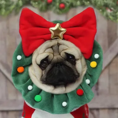 Pugs and Kisses profile