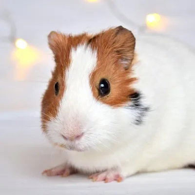 Guinea Pigs Community ✪ profile