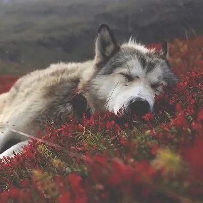 Send us your wolfdog pictures profile