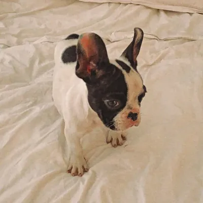 Luca profile