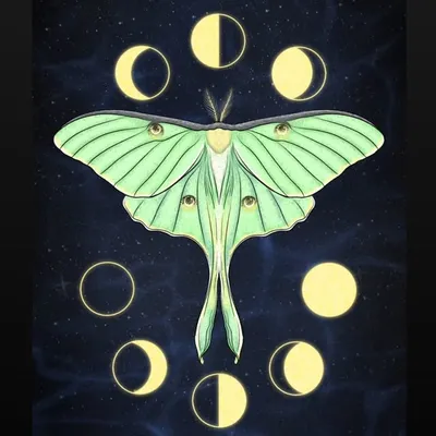 Lucid Soda Tarot profile