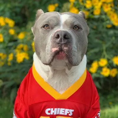 Lucky The Pitbull profile