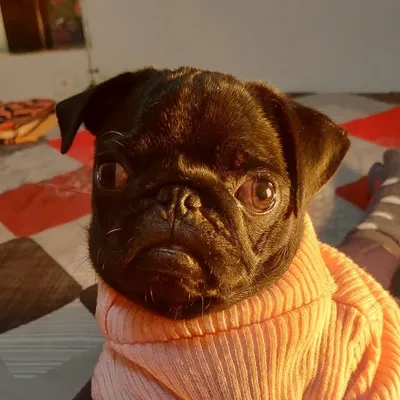 Lucky's Puglife ♥️ profile